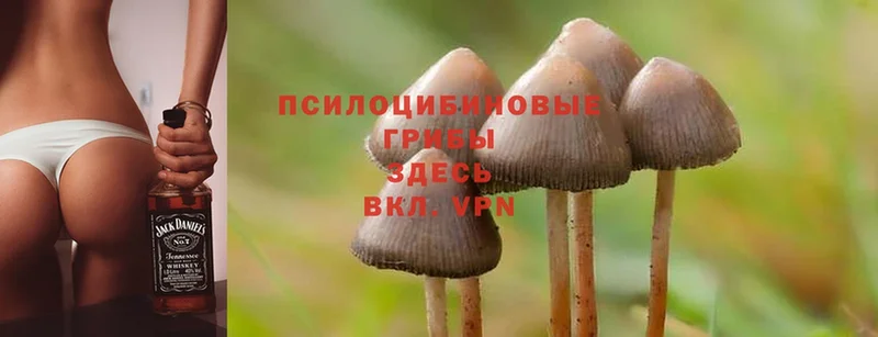 Галлюциногенные грибы Psilocybine cubensis  Санкт-Петербург 